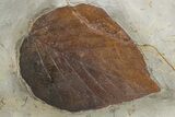 Wide Plate with Six Fossil Leaves (Four Species) - Montana #305981-2